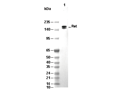 Ret Antibody