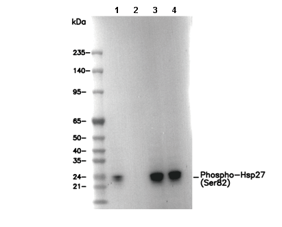 Phospho-Hsp27 (Ser82) Antibody