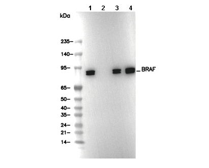 BRAF Antibody