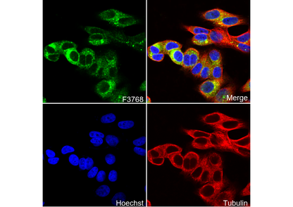 RAB10 Antibody