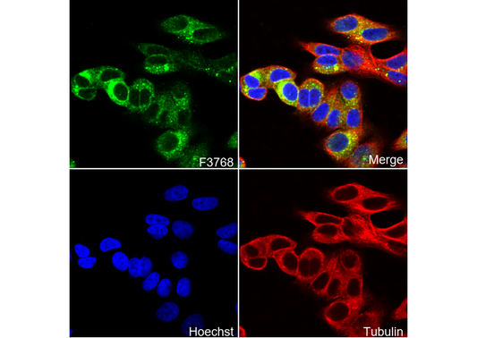 RAB10 Antibody