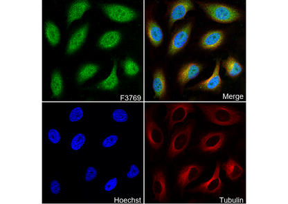 PKCδ Antibody
