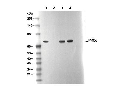PKCδ Antibody