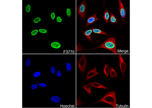 HMGA2 Antibody