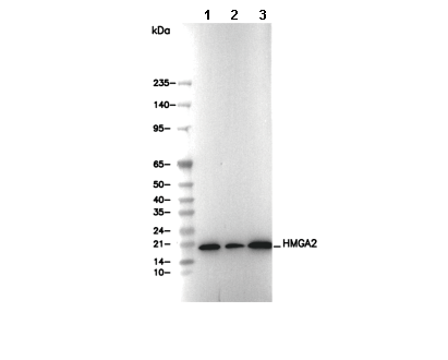 HMGA2 Antibody