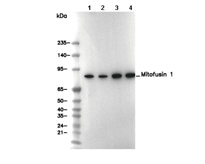 Mitofusin 1 Antibody