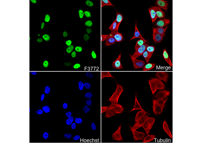 MCM2 Antibody