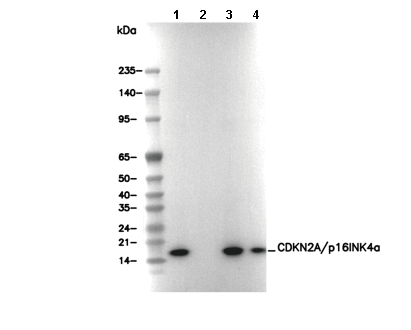 CDKN2A/p16INK4a Antibody