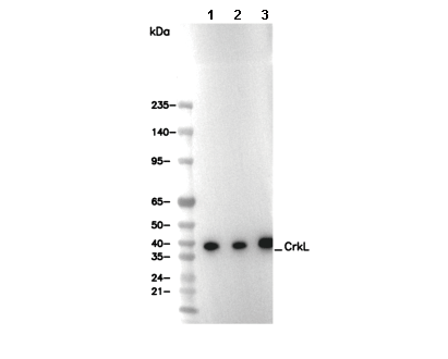CrkL Antibody