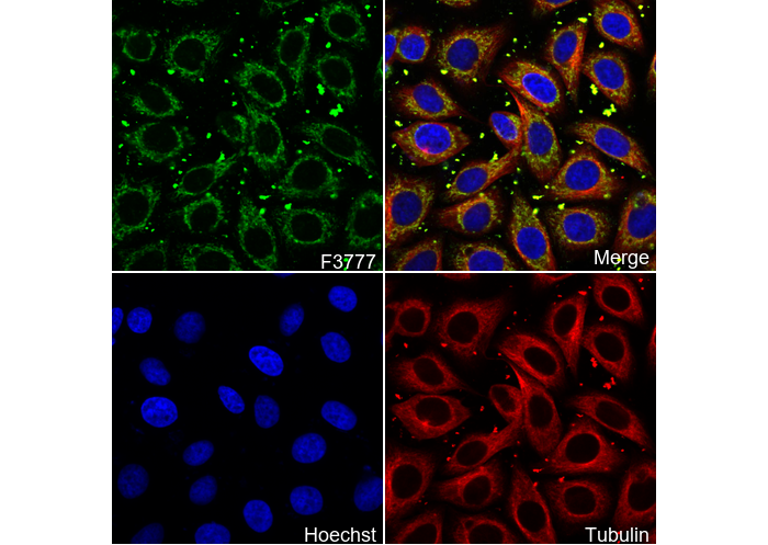 mtTFA Mitochondrial Marker Antibody