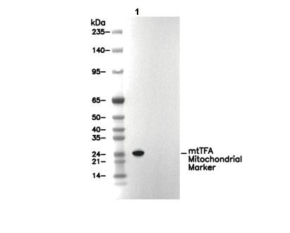 mtTFA Mitochondrial Marker Antibody