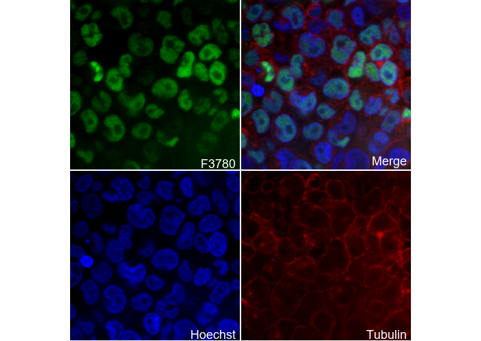 KLF4 Antibody