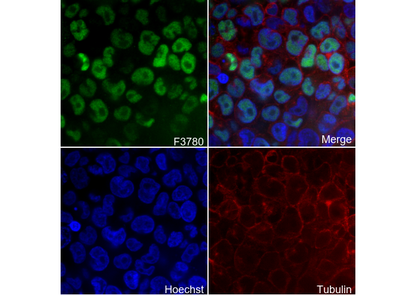 KLF4 Antibody