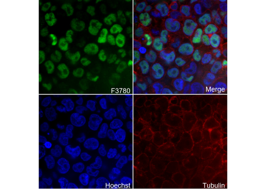 KLF4 Antibody
