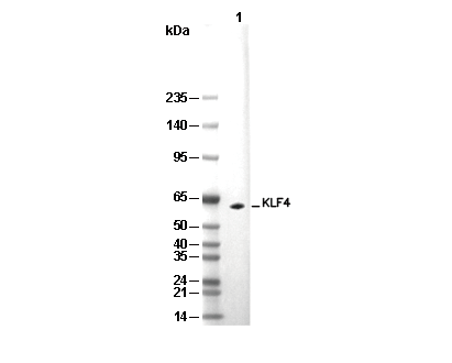 KLF4 Antibody