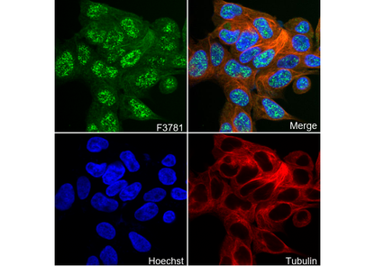 PDX1 Antibody
