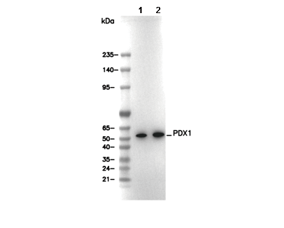 PDX1 Antibody