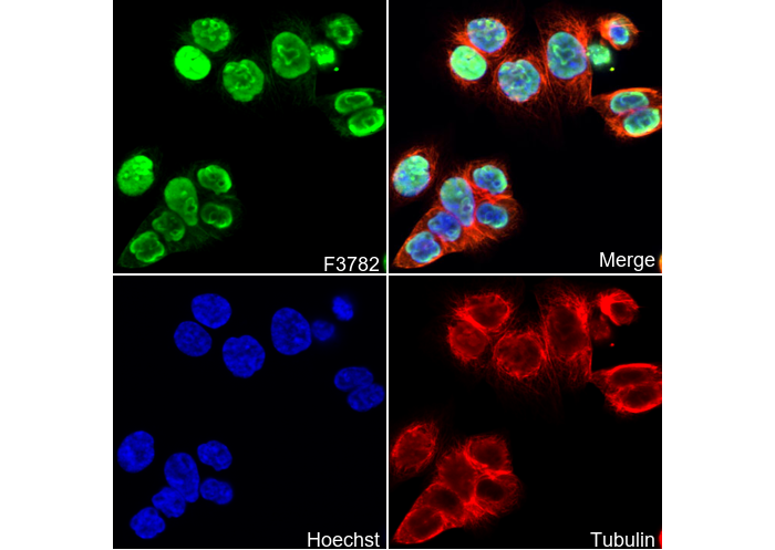 Nucleolin Antibody