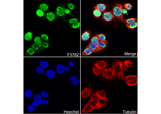 Nucleolin Antibody