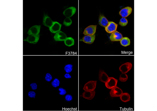 RHEB Antibody
