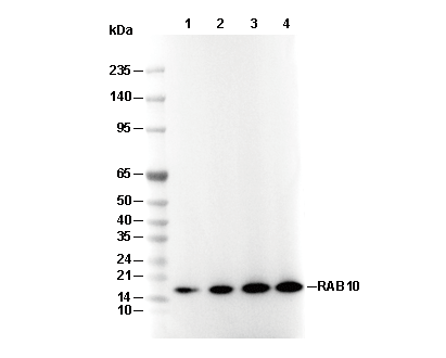 RHEB Antibody
