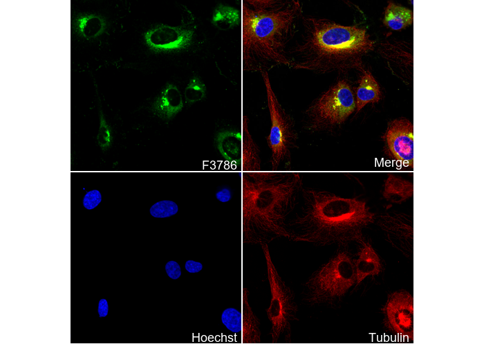 PAI1 Antibody