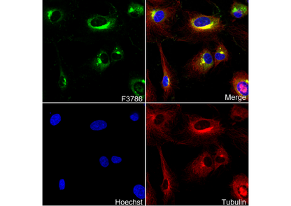PAI1 Antibody