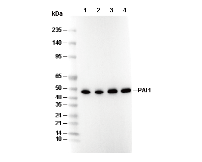 PAI1 Antibody