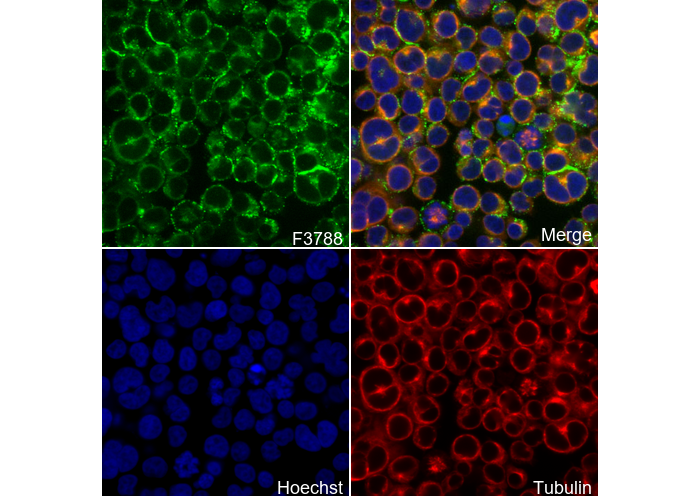 Flotillin 1 Antibody