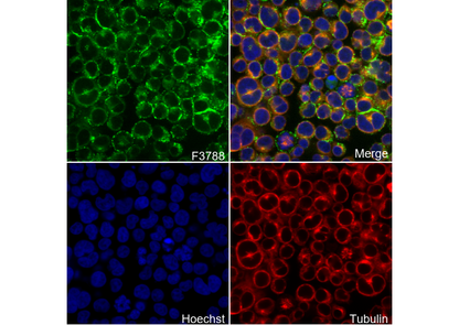 Flotillin 1 Antibody