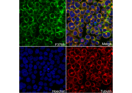 Flotillin 1 Antibody