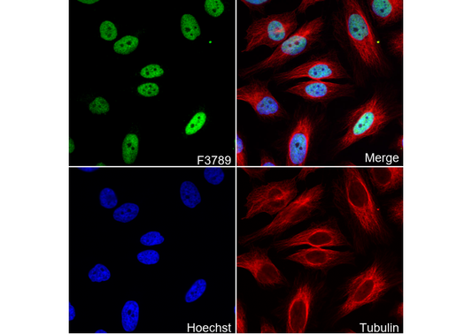 SMARCC1/BAF155 Antibody