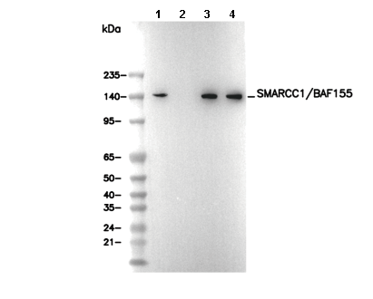 SMARCC1/BAF155 Antibody
