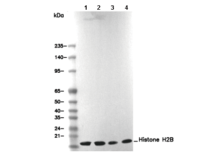 Histone H2B Antibody