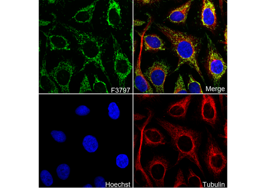EPF Antibody