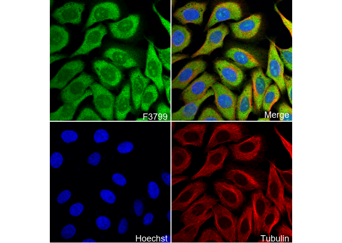 FKBP52 Antibody