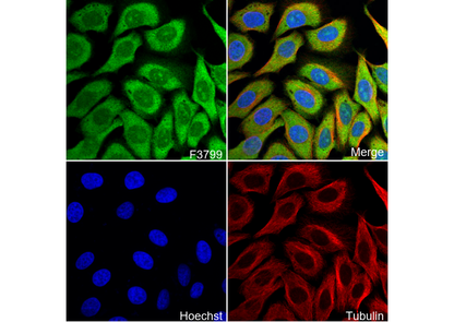 FKBP52 Antibody