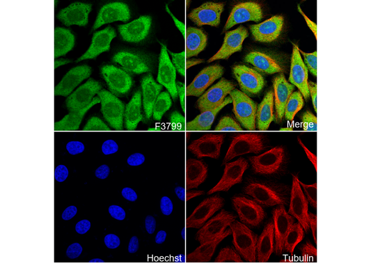 FKBP52 Antibody