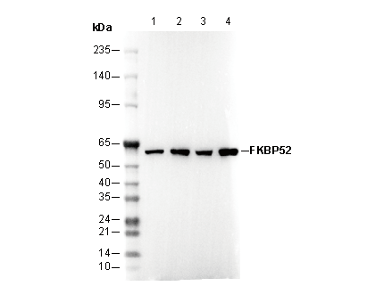 FKBP52 Antibody