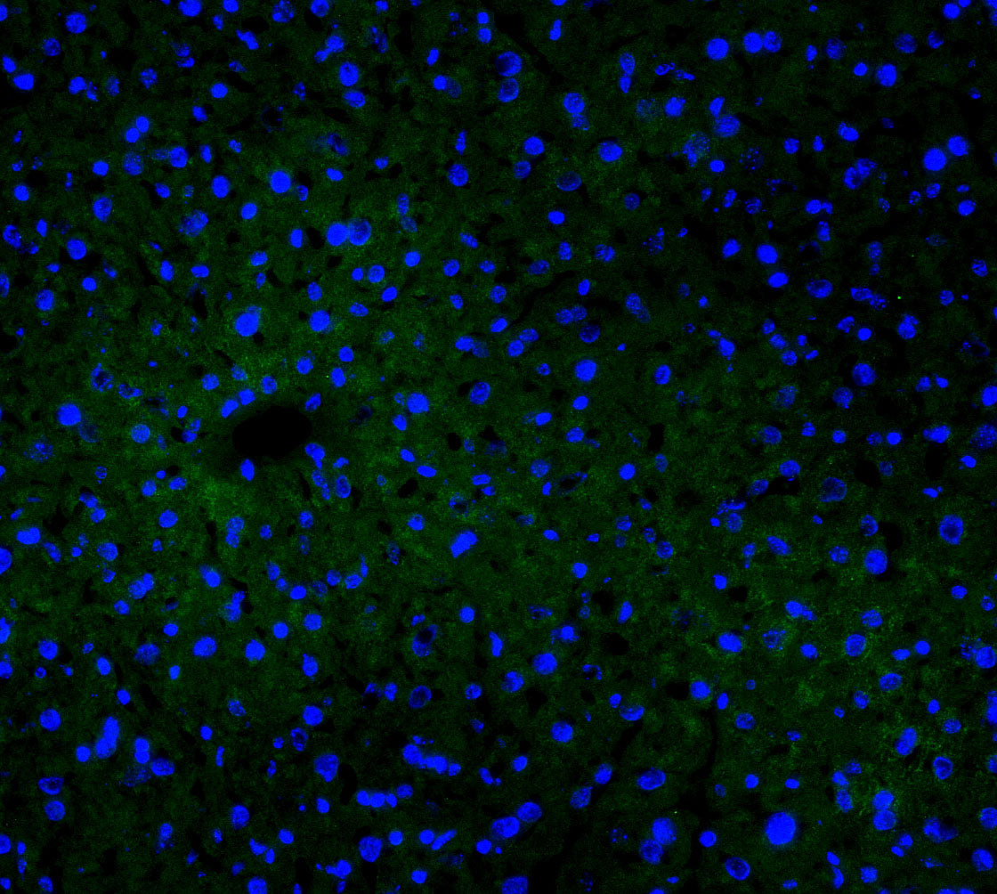CYP2E1 Antibody