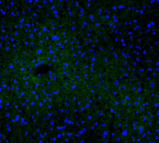 CYP2E1 Antibody