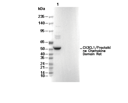 CX3CL1/Fractalkine Chemokine Domain Antibody