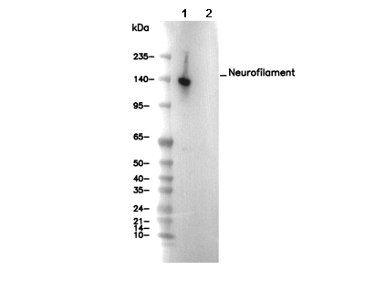Neurofilament Antibody