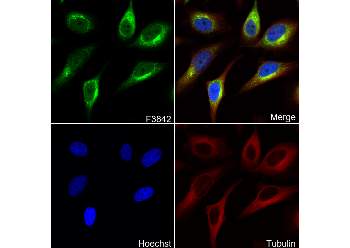 PKA R2/PKR2 Antibody