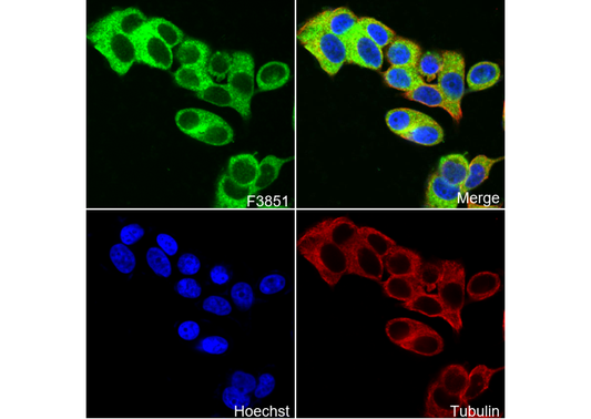 KLC1 Antibody