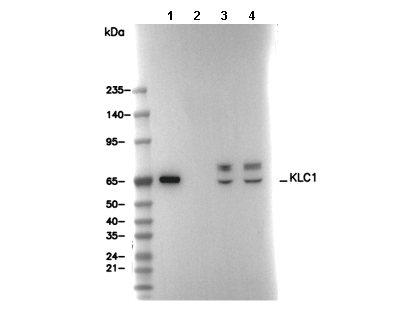 KLC1 Antibody