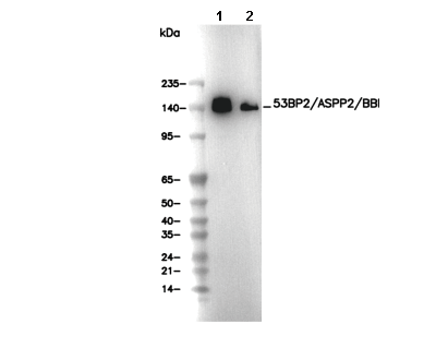 53BP2/ASPP2/BBP Antibody