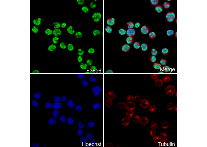 nmt55/p54nrb Antibody