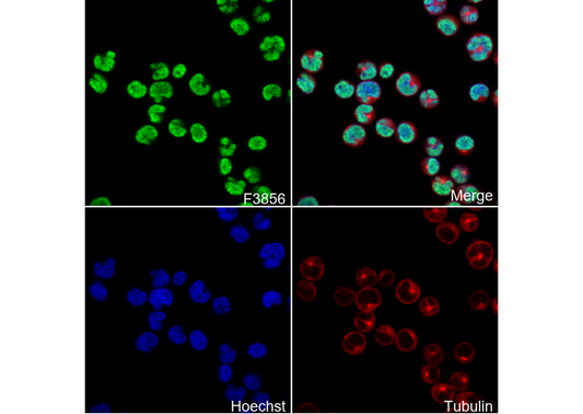nmt55/p54nrb Antibody