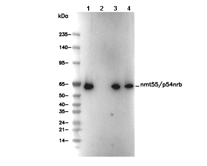 nmt55/p54nrb Antibody